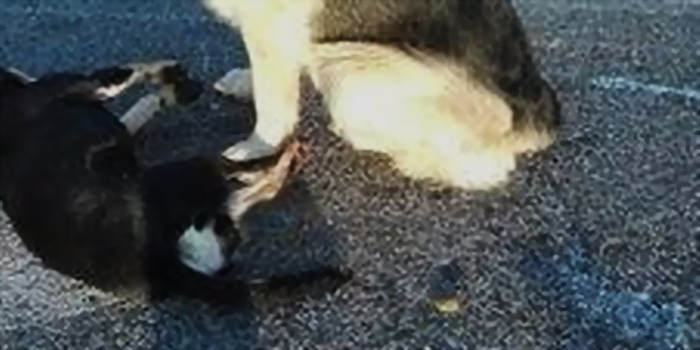 Cucciolo investito da un camion a Vittoria: è morto dopo 3 ore di agonia