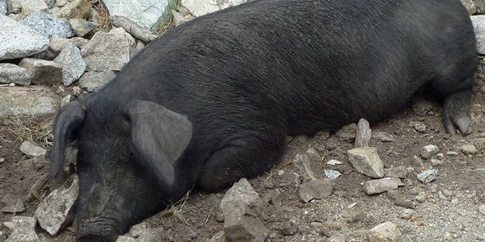 Un porco nero gigante terrorizza i bovini nelle campagne di Modica