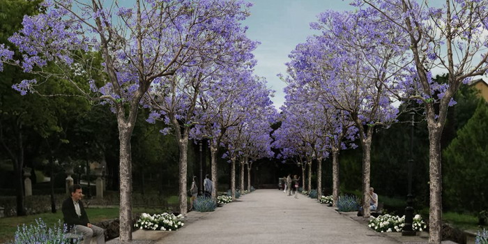 Il passato e il futuro dei Giardini Iblei a Ibla nel segno della… Jacaranda!