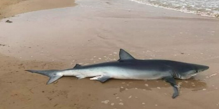 La carcassa di un grosso squalo azzurro sull’arenile di Arizza