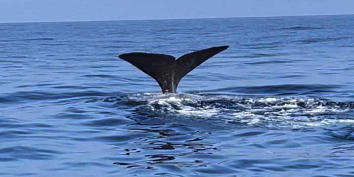 VIDEO Una balena pilota è stata avvistata nel mare dove il commissario Montalbano si fa le sue amate nuotate al largo di Punta Secca