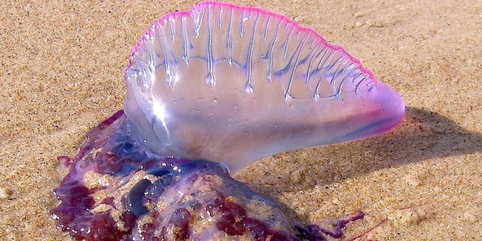 Agosto, medusa mia io ti conosco! Diverse segnalazioni nel mare di Playa Grande. Ma le spiagge siciliane sono “invase” anche dal granchio blu