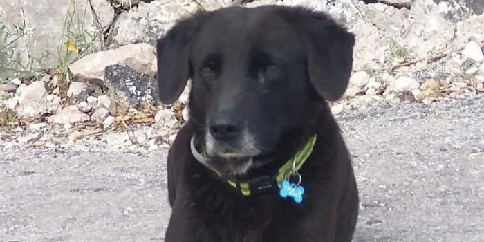 Nerino, il vecchio cane nero a 3 zampe “sfrattato” dal suo quartiere a Modica e finito nel canile. Adozione in vista?