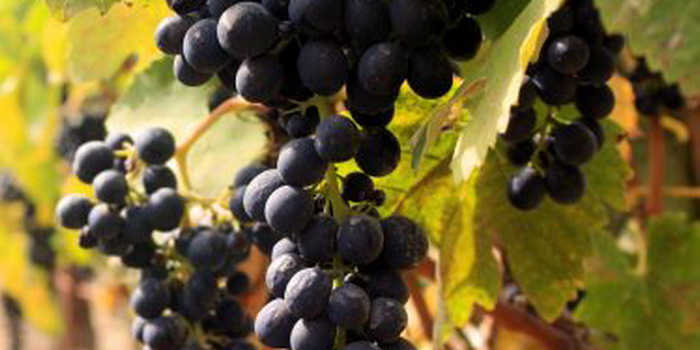 E’ in calo tra il 35 e il 40% la produzione di vino in Sicilia. Vendemmia in ritardo