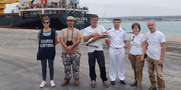 Fenicottero stremato soccorso dalla capitaneria e da un gruppo di volontari ambientalisti al porto di Pozzallo