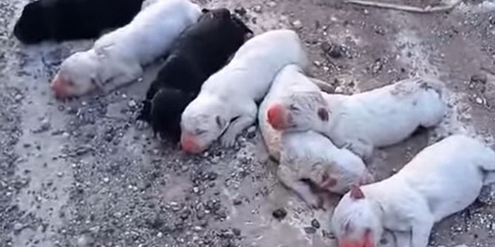 Crudeltà senza limiti a Modica: 7 cuccioli abbandonati in un sacco di farina ben chiuso per farli morire