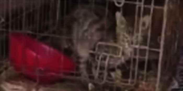 21 cani e 3 gatti tenuti denutriti in gabbie di ferro e in pessime condizioni igienico sanitarie