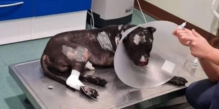E’ morto il pitbull bruciato vivo a Palermo: fiaccolata in suo ricordo e contro la violenza sugli animali. Petizione online degli animalisti