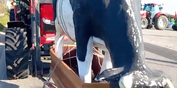 I trattori degli agricoltori invadono Ragusa con una mucca di plastica sopra una bara. Proteste anche a Modica e Vittoria: unità di crisi