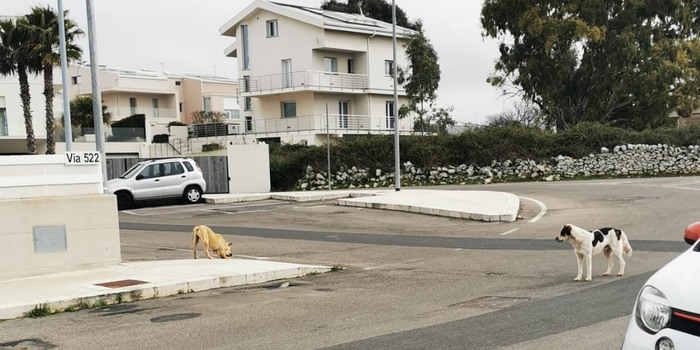 Troppi cani randagi potenzialmente pericolosi a Ragusa, per il Pd “Problema grave”. Residenti con i bastoni per difendersi