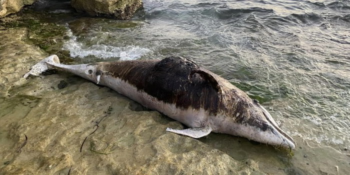 Delfino areata sulla scogliera di Cava d’Aliga