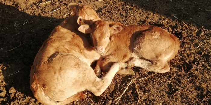 Nuovo focolaio di Blue tongue in provincia di Ragusa: coinvolte 16 aziende del settore degli ovini e dei bovini