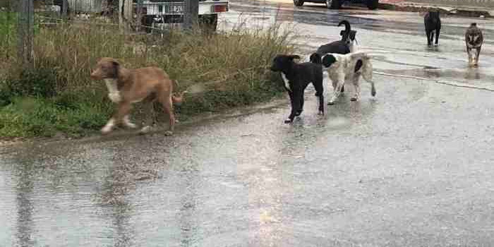 Ragusa territorio di randagi. Per Mario Chiavola “E’ arrivato il momento di prendere il problema di petto”