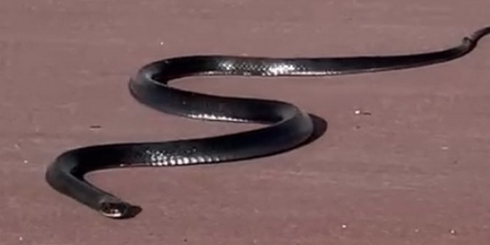 VIDEO Un serpente attraversa 