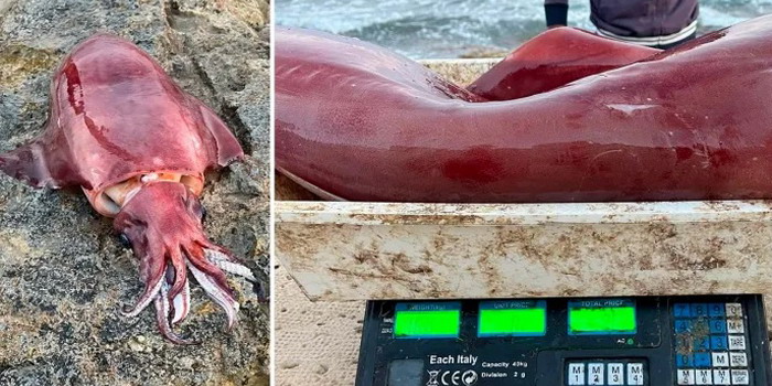 Un calamaro gigante di 17 chili e lungo oltre un metro sulla spiaggia di Punta Pisciotto a Sampieri