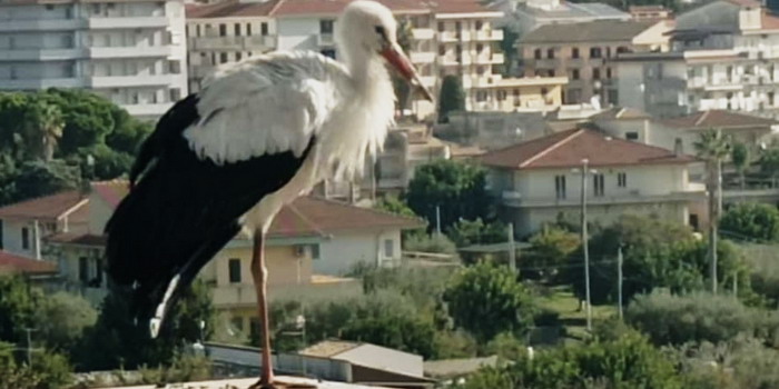 Una cicogna bianca ha fatto sosta a Modica, attirando la curiosità della gente. Potrebbe nidificare