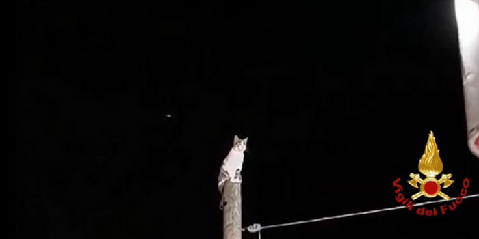 VIDEO Salvataggio di un gatto che si arrampica in cima ad un alto palo della luce per sfuggire ad un pericolo e non riesce più a scendere a Ragusa