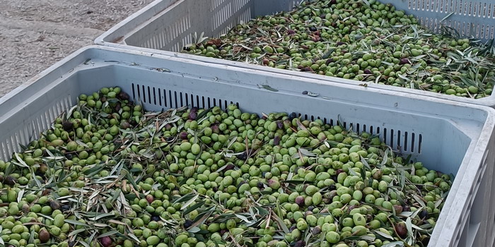 In Sicilia la siccità ha fiaccato gli alberi di olive. L’olio scarseggia e la crisi travolge produttori e frantoi, ma non dappertutto