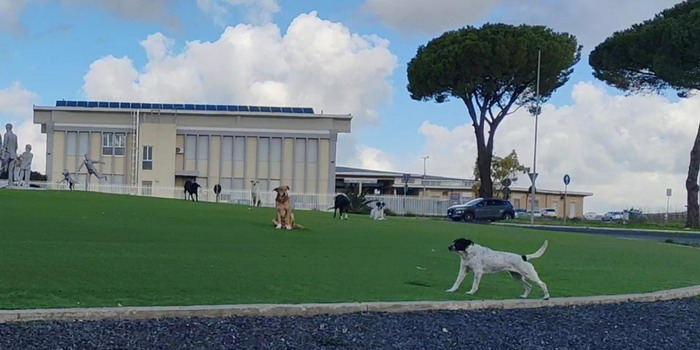 I cani randagi che “presidiano” le rotatorie a Ragusa: a rischio la loro incolumità e quella di automobilisti e motociclisti in transito