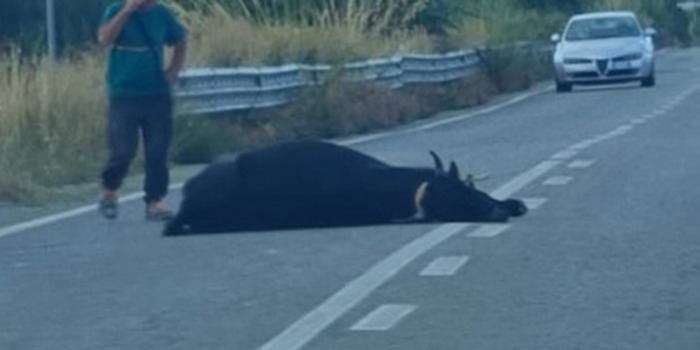 Bovino investito e ucciso da un automobilista sulla provinciale Ragusa Chiaramonte