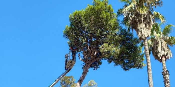 Abbattuto un pino pluridecennale a Comiso. Il Pd denuncia: 
