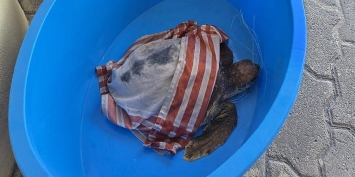 Tartaruga caretta caretta con un amo da pesca conficcato in bocca salvata al porto di Pozzallo
