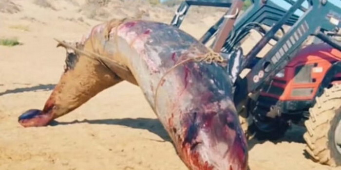 Un esemplare di balena di Cuvier è stato trovato morto spiaggiato sull'arenile di Santa Maria del Focallo, lungo il litorale ispicese