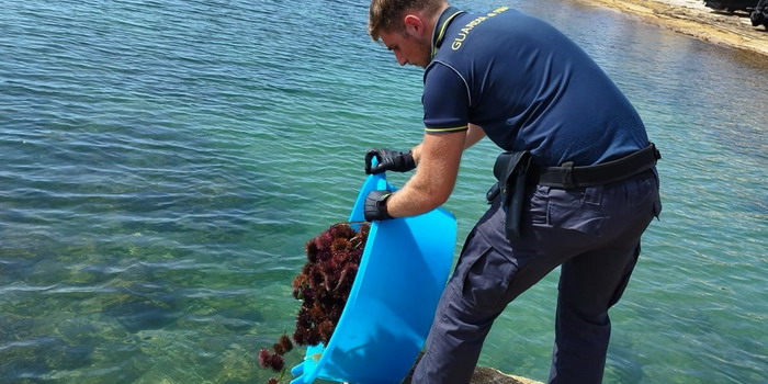Sequestrati dalla Finanza oltre 700 ricci di mare pescati tra Cava D’Aliga e Sampieri. 2 bracconieri ittici segnalati alla capitaneria