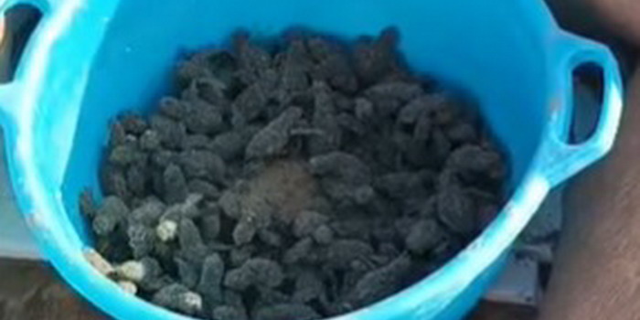VIDEO decine di tartarughine caretta caretta nate sulla spiaggia di Maganuco e liberate in mare aperto dai volontari del Wwf