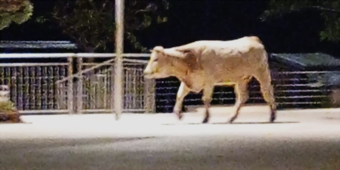 Grosso bovino bianco “a spasso” nella notte sul lungomare e in piazza Mediterraneo a Marina di Modica. Scena surreale