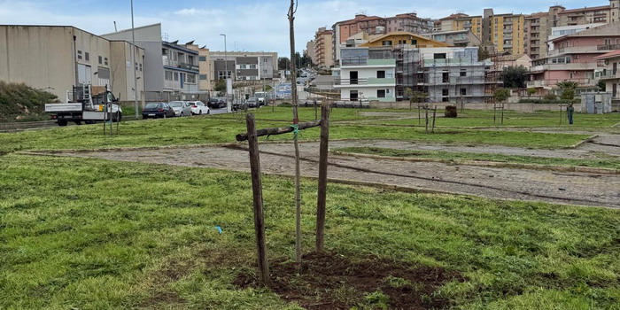 La città di Ragusa è un po’ più verde con 34 nuovi alberi piantumati e con la manutenzione straordinaria del patrimonio arboreo