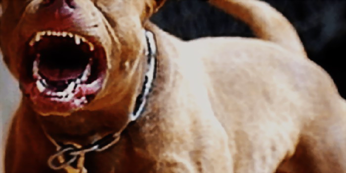 Ad Acate un pitbull attacca e uccide un cagnolino e azzanna il padrone, un 69enne ex carabiniere, intervenuto per cercare di salvarlo