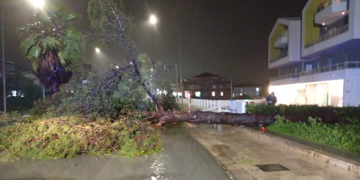 VIDEO Un grosso albero si abbatte in strada sul trafficato viale delle Americhe a Ragusa: solo per un caso non è accaduta una tragedia