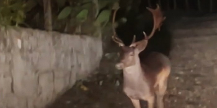 VIDEO Cervi e cerbiatti “a spasso” nelle zone rurali di Modica e Ragusa, vicino alle abitazioni. I cinghiali sono già di casa e fanno danni