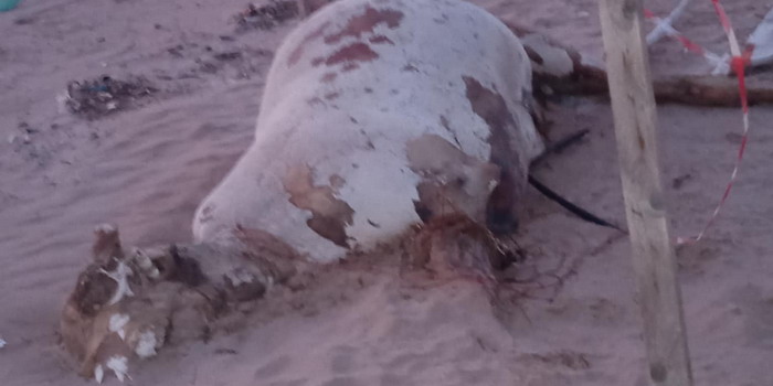 Mucca spiaggiata a Scoglitti