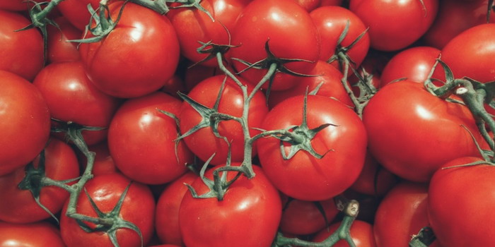 Confermata dalla Cassazione la responsabilità civile di un produttore e di un vivaista della provincia di Ragusa che avevano riprodotto e commercializzato una varietà di pomodoro coperta da brevetto comunitario