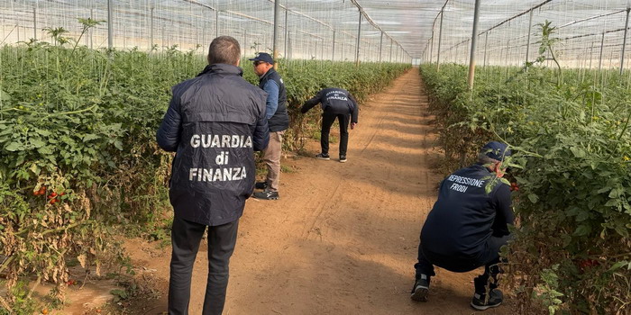 Piantine di pomodoro riprodotte illecitamente un’azienda agricola vittoriese: sequestrati oltre 30.000 semi. 2 imprenditori denunciati