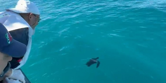 VIDEO Salvataggio della tartaruga Caretta caretta April grazie alla sinergia tra pescatori, Guardia Costiera di Pozzallo e Wwf