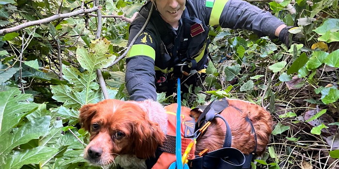 Salvato dai vigili del fuoco un cagnolino precipitato in un dirupo in contrada Serra a Ragusa, dopo essere sfuggito ai proprietari