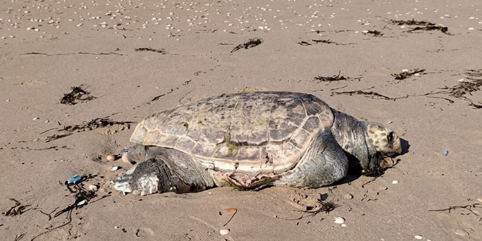 La tartaruga morta sulla spiaggia di Passo Marinaro a Ragusa e lasciata lì a putrefarsi
