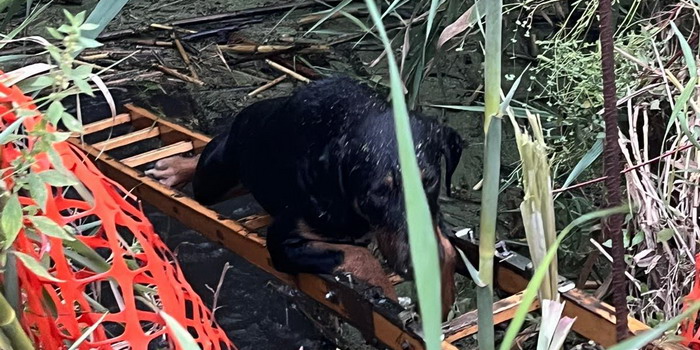 Cagnolino precipita in una cisterna pericolosa e non segnalata in contrada Bruca a Scicli: salvato da polizia locale e vigili del fuoco