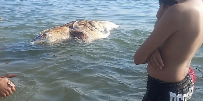 3 tonni morti in 24 ore nel mare di Scoglitti 3 tonni morti in 24 ore nel mare di Scoglitti