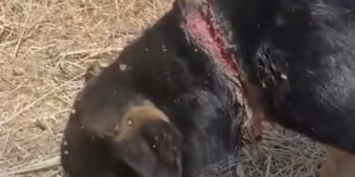 Cucciola con ferite profonde e corda stretta al collo salvata nelle campagne di Modica