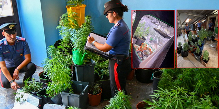 Un 44enne coltivava marijuana creando un grande impianto serricolo 