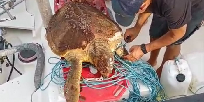 La protezione civile ha effettuato in un mese 15 salvataggi a mare di bagnanti in difficoltà. Liberata una tartaruga a Marina di Ragusa