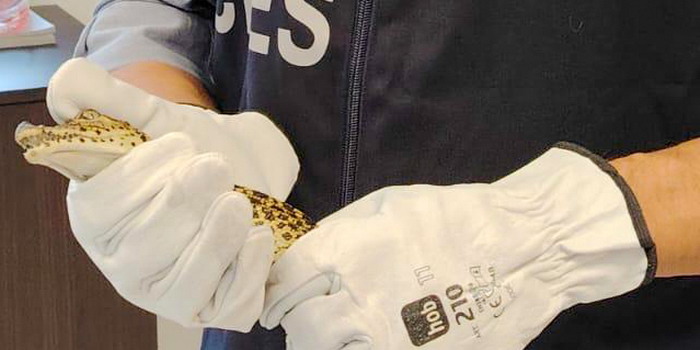 Coltivazione di marijuana e peyote fai da te e 2 coccodrilli in casa: arrestato dai carabinieri un 53enne residente a Santa Croce Camerina