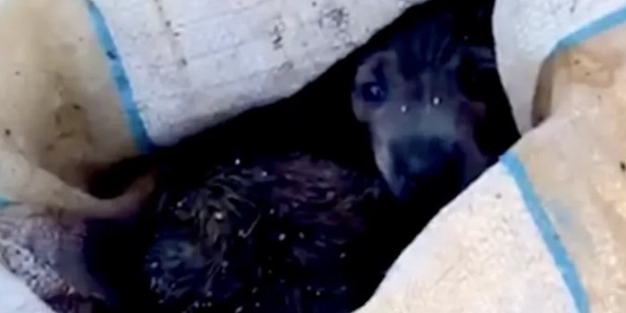 Due cuccioli chiusi in un sacco di plastica e abbandonati in una proprietà privata a Ragusa. E’ caccia agli autori del crudele gesto