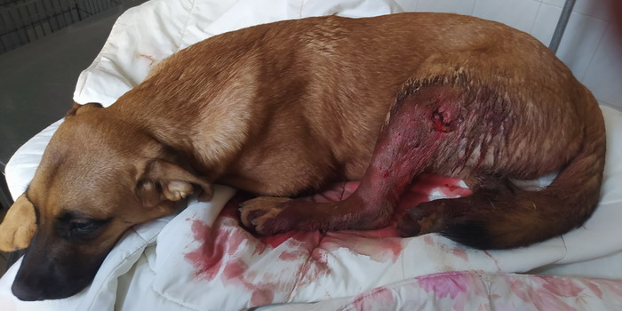 Bracconieri entrano nella proprietà di un privato e sparano accidentalmente al suo cane sulla Vittoria Acate: “Ormai è un vero inferno”
